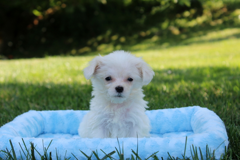 puppy, for, sale, Maltese, Matthew B. Stoltzfus, dog, breeder, Gap, PA, dog-breeder, puppy-for-sale, forsale, nearby, find, puppyfind, locator, puppylocator, aca